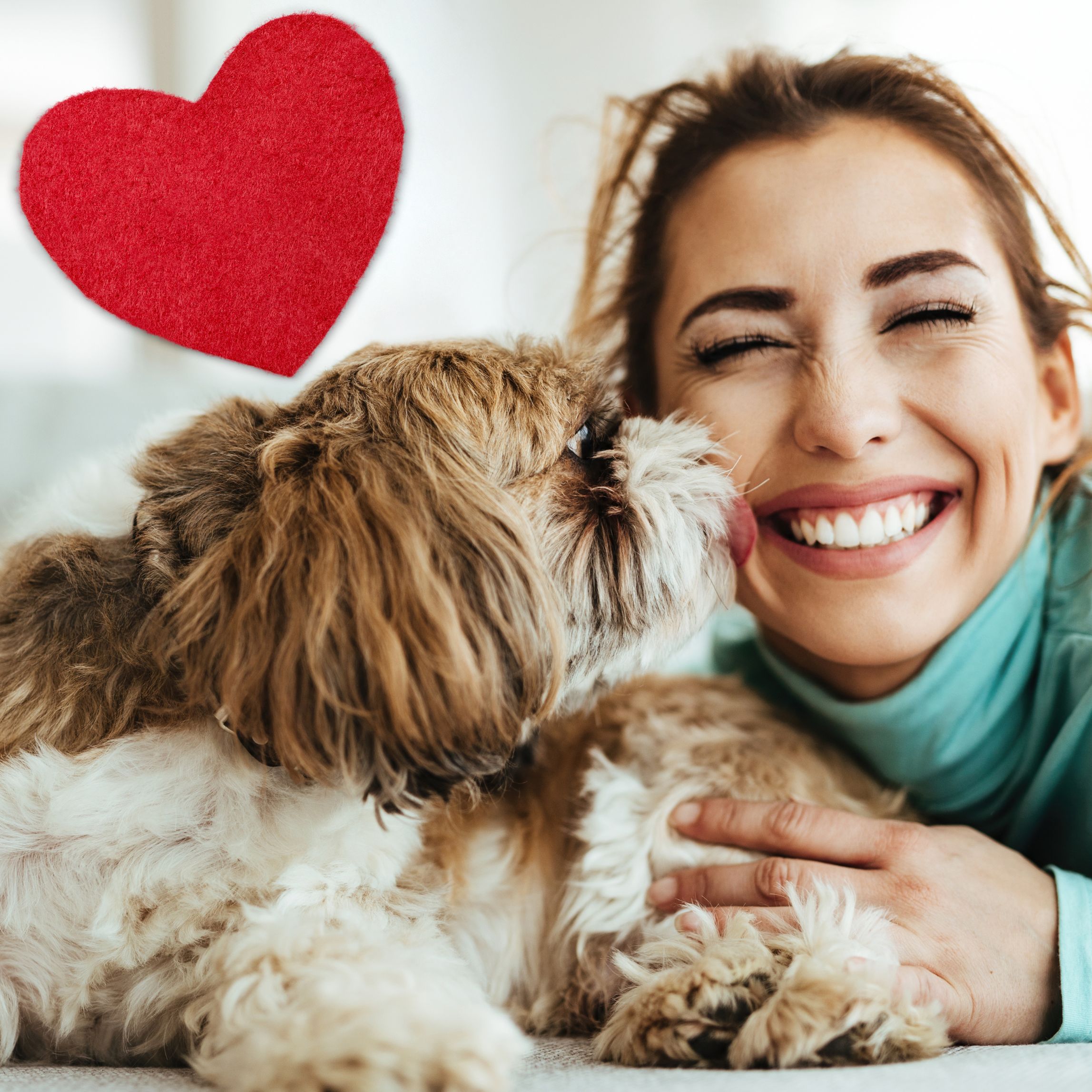 Pet Friendly And Smoking Hotels - 6jormc3